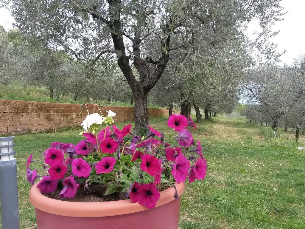 Agriturismo Camparella باسترينغو المظهر الخارجي الصورة