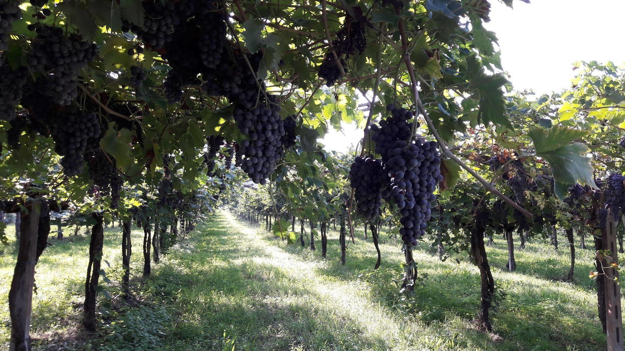 Agriturismo Camparella باسترينغو المظهر الخارجي الصورة
